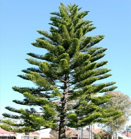 Nhanh tay loai bo nhung loai cay xui xeo trong vuon nha hinh anh 2