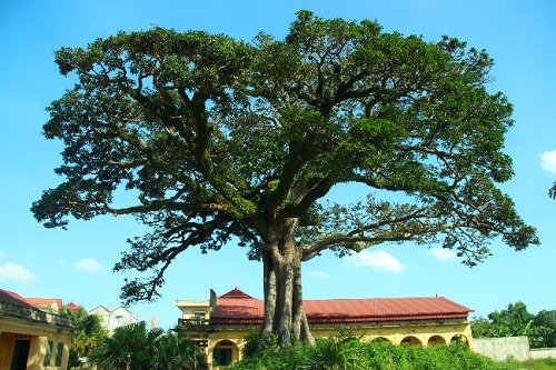 Nhanh tay loai bo nhung loai cay xui xeo trong vuon nha hinh anh 2