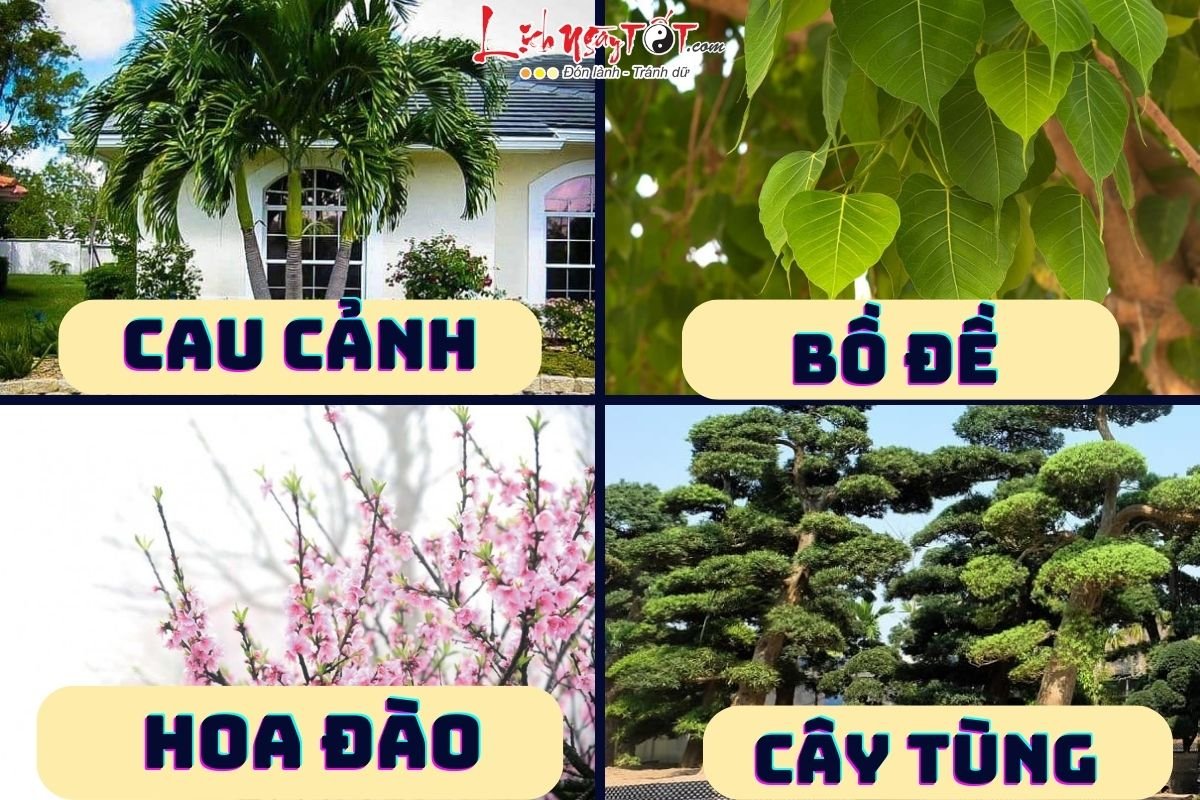 Top 10 cây trừ tà đuổi ma nên trồng trước nhà Top 10 cay tru ta duoi ma nen trong truoc nha