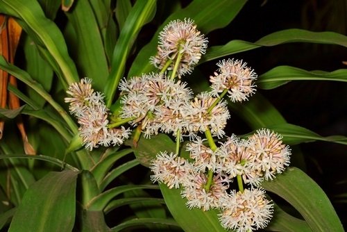 Nhung tac dung bat ngo cua cay phat tai hinh anh