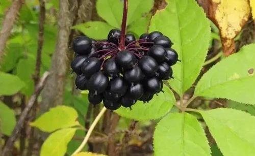 Quả cây gia bì gai