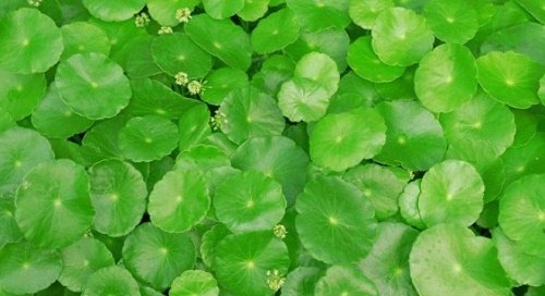 Rau ma la sen - loai cay tang tai xinh dep hinh anh