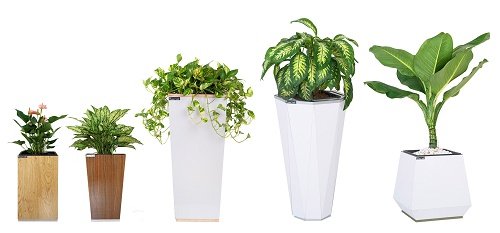 Sai lam khi dung vat pham phong thuy quen thuoc hinh anh 2