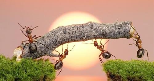 Sieng nang kiem tien