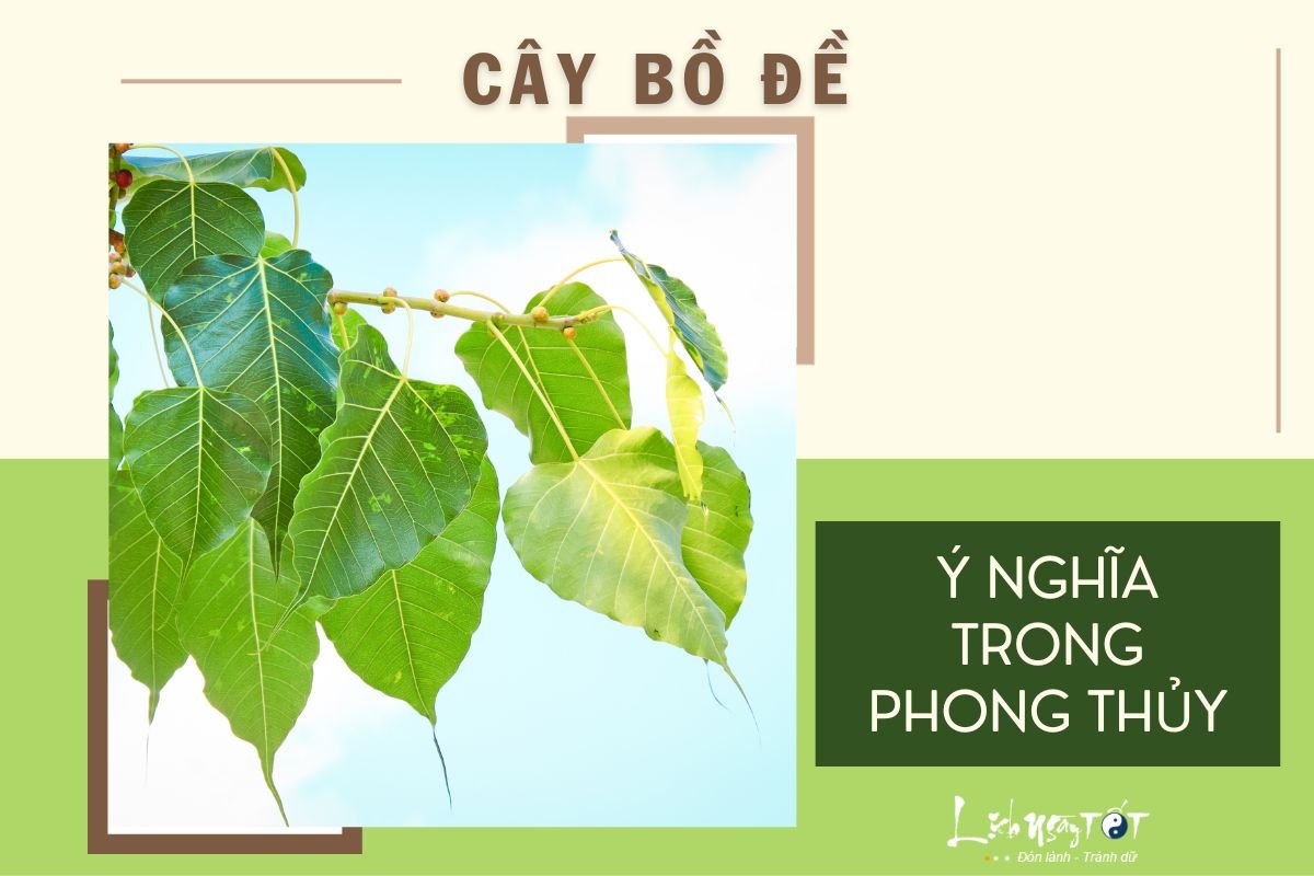 Tac dung cua cay bo de