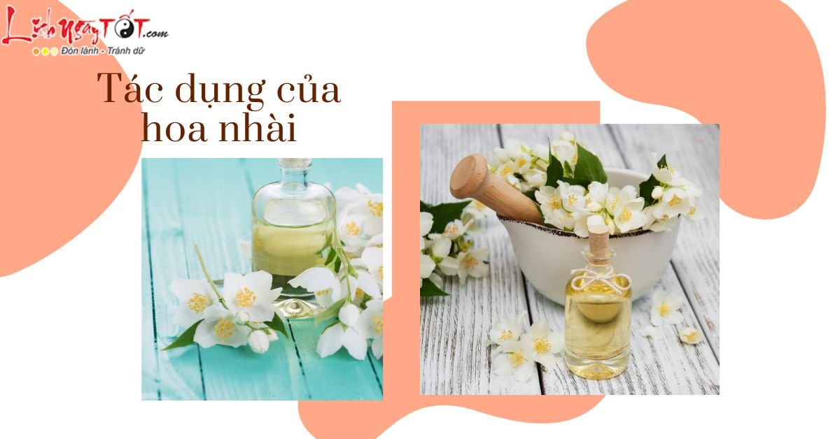 Tac dung cua hoa nhai phong thuy