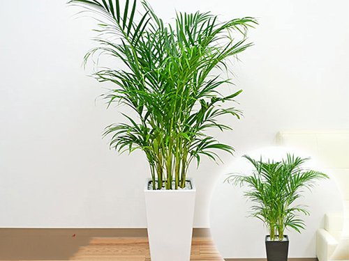 tac dung phong thuy cua cay cau vang