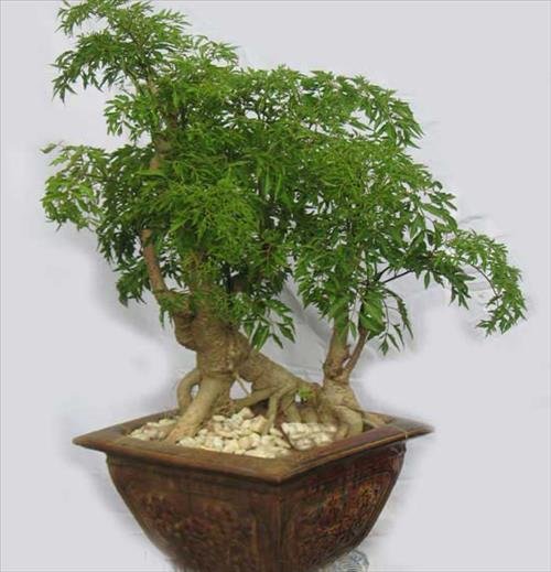 tac dung phong thuy cua cay dinh lang