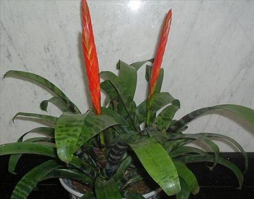 tac dung phong thuy cua cay hong kiem