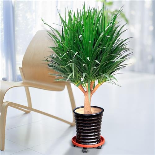 tac dung phong thuy cua cay huyet rong