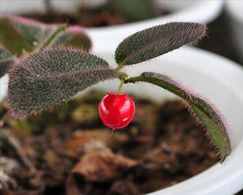 tac dung phong thuy cua cay luoi cop do