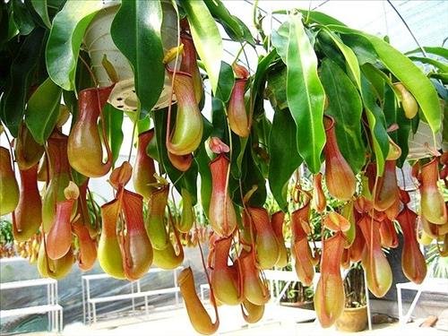 tac dung phong thuy cua cay nap am