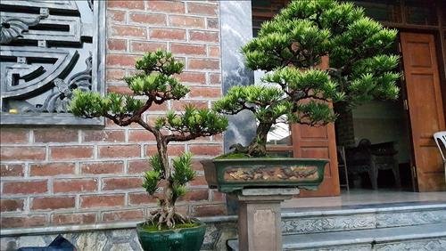 tac dung phong thuy cua cay tung la han