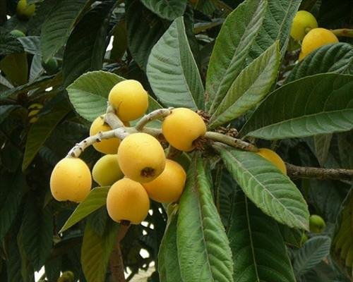 tac dung phong thuy cua cay ty ba