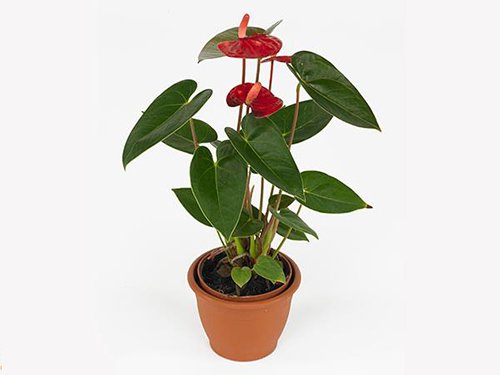 tac dung phong thuy cua hoa hong mon