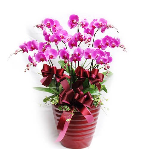 tac dung phong thuy cua hoa lan