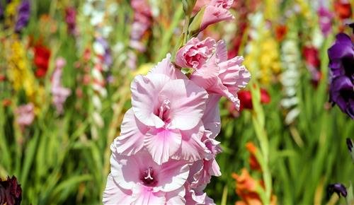 Tác dụng phong thủy của hoa lay ơn Tac dung phong thuy cua hoa lay on