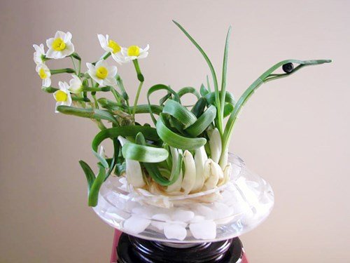 tac dung phong thuy cua hoa thuy tien