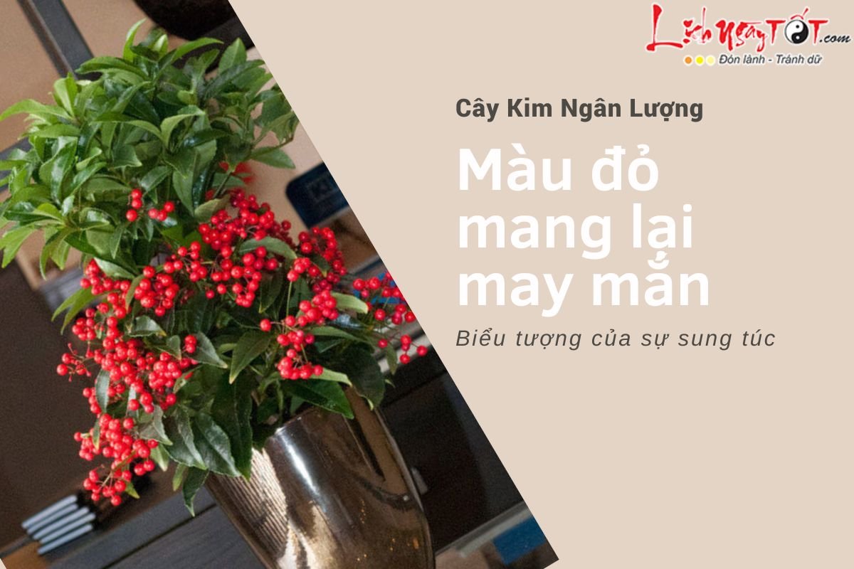 Ý nghĩa của cây kim ngân lượng trong phong thủy Y nghia cua cay kim ngan luong trong phong thuy