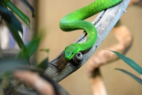 Than thu dai dien cho ngay sinh - Thu 7 - Ran