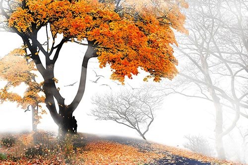 Tiết khí Hàn Lộ