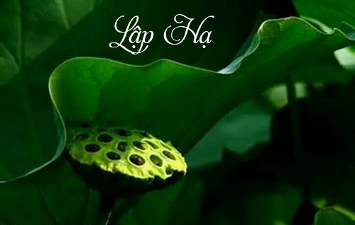 Tiet Lap Ha la gi hinh anh