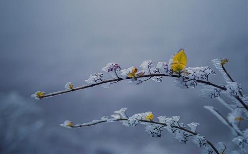 Tiet Tieu Thuyet Tiết Tiểu Tuyết