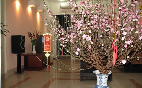 Toi ky dat cay canh Tet o vi tri chinh giua mot mat bang