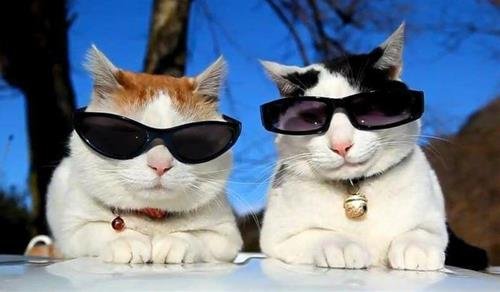 cung hoàng đạo bá đạo nhất cung hoang dao ba dao nhat