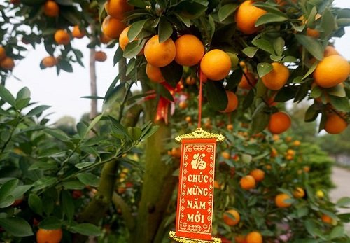 Trang tri cay canh ngay Tet