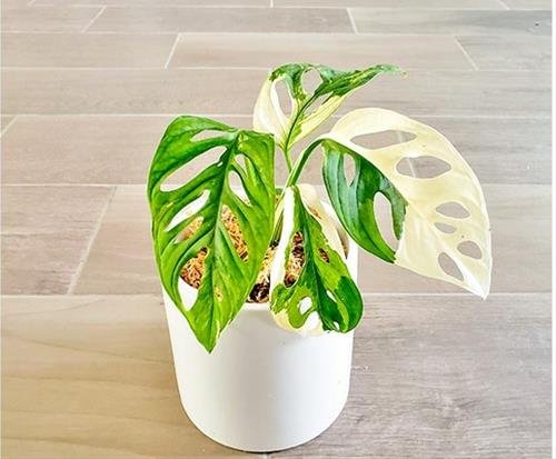 Trầu bà lá lỗ đột biến