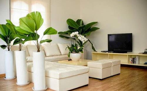 trồng nhiều cây xanh trong nhieu cay xanh