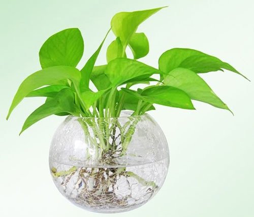 Trong them cay xanh tao them suc song