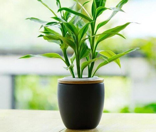 truc phu quy chieu tai