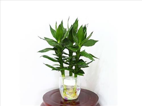 truc quan am vuong phuc