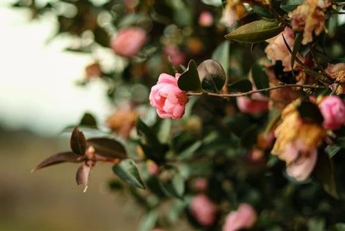 Tu vi tuan moi cua 12 cung hoang dao 2 - 8/10/2023