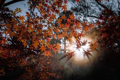 Tu vi tuan moi cua 12 cung hoang dao 27/11-3/12/2023