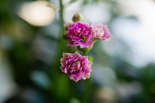 Tu vi tuan moi cua 12 cung hoang dao 22-28/1/2024