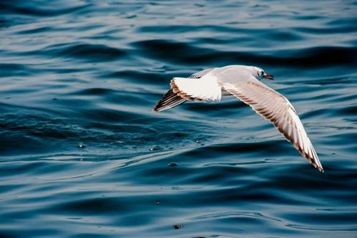 Tu vi tuan moi cua 12 cung hoang dao Ho Cap