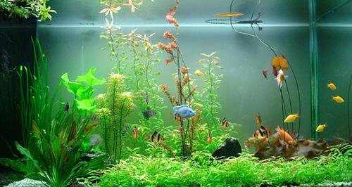 vat pham phong thuy cat tuong