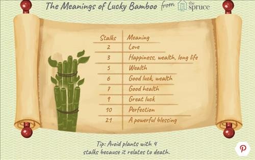 y nghia cay phat tai may man