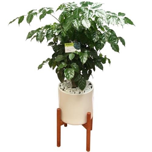 y nghia phong thuy cua cay hanh phuc