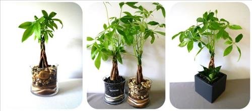 y nghia phong thuy cua cay kim ngan