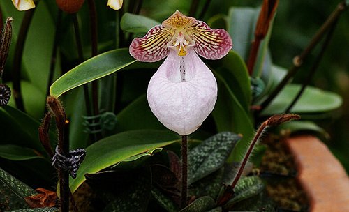 y nghia phong thuy cua cay lan hai