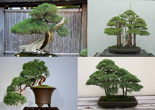 y nghia phong thuy cua cay tung bach