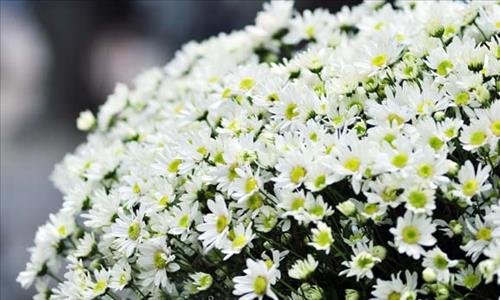 y nghia phong thuy cua hoa cuc