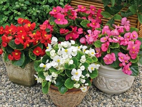 y nghia phong thuy cua hoa hai duong