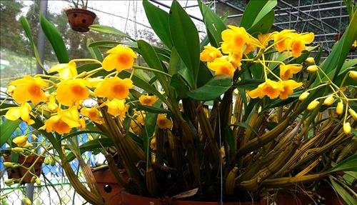 y nghia phong thuy cua lan hoang thao