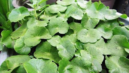 y nghia phong thuy cua rau ma la sen