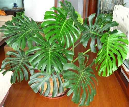 y phong thuy cua cay truc lung rua